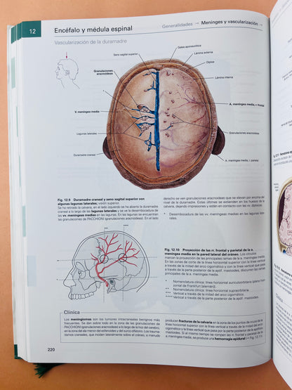 Sobotta Colección Atlas de anatomía humana 23a edición 3 volumen Cabeza, cuello y neuroanatomía. Órganos internos, Anatomía general y aparato locomotor + cartlilla tablas de de músculos, articulacio