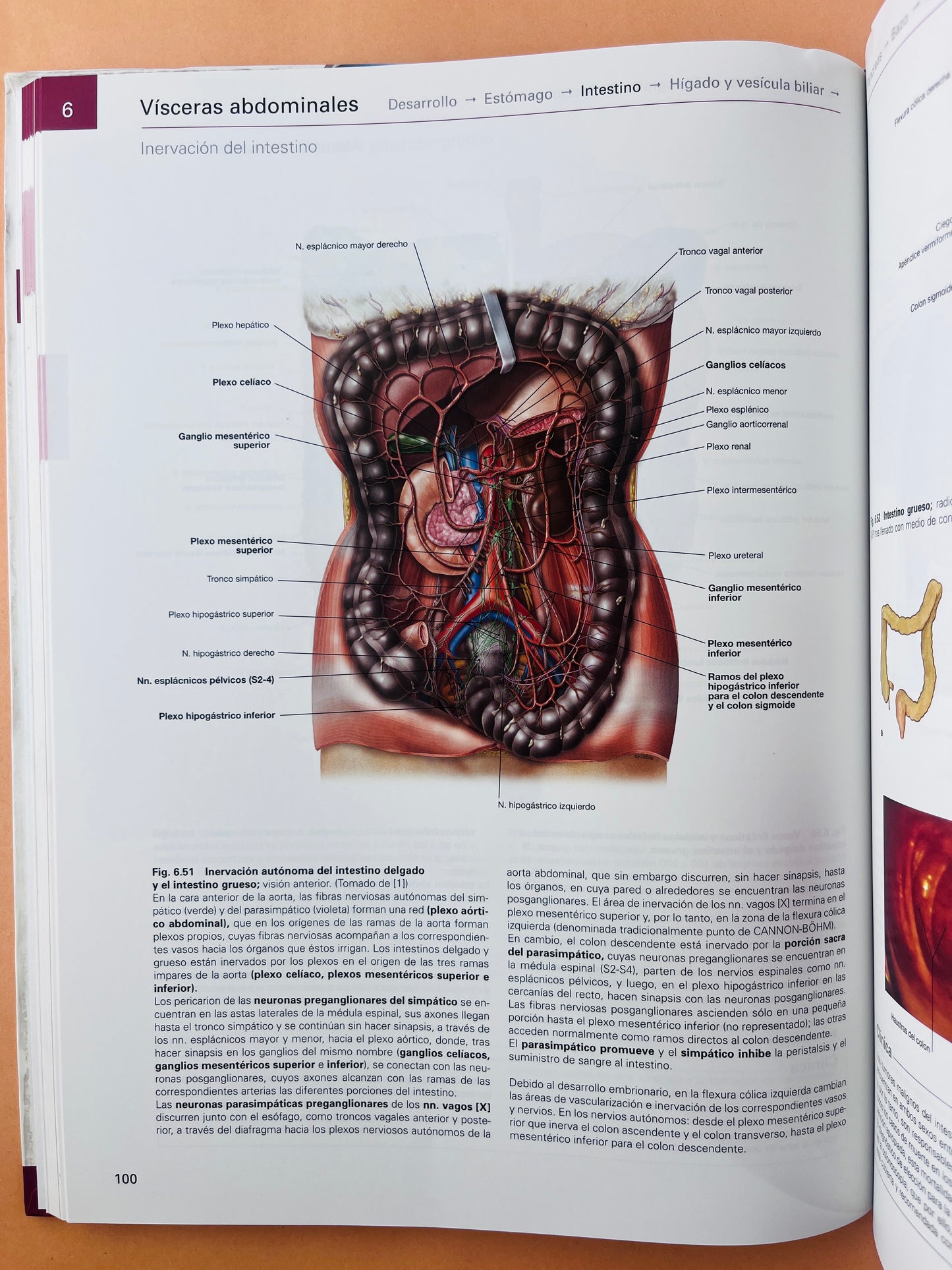 Sobotta Colección Atlas de anatomía humana 23a edición 3 volumen Cabeza, cuello y neuroanatomía. Órganos internos, Anatomía general y aparato locomotor