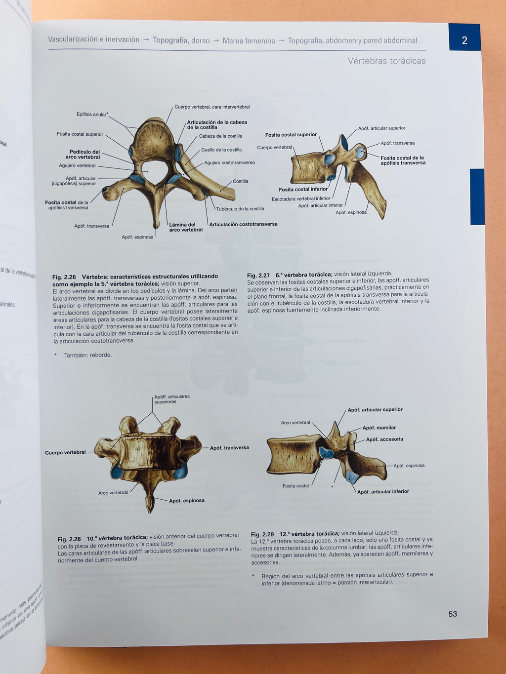 Sobotta Colección Atlas de anatomía humana 23a edición 3 volumen Cabeza, cuello y neuroanatomía. Órganos internos, Anatomía general y aparato locomotor by F. Paulsen y J. Waschtke