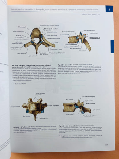 Sobotta Colección Atlas de anatomía humana 23a edición 3 volumen Cabeza, cuello y neuroanatomía. Órganos internos, Anatomía general y aparato locomotor