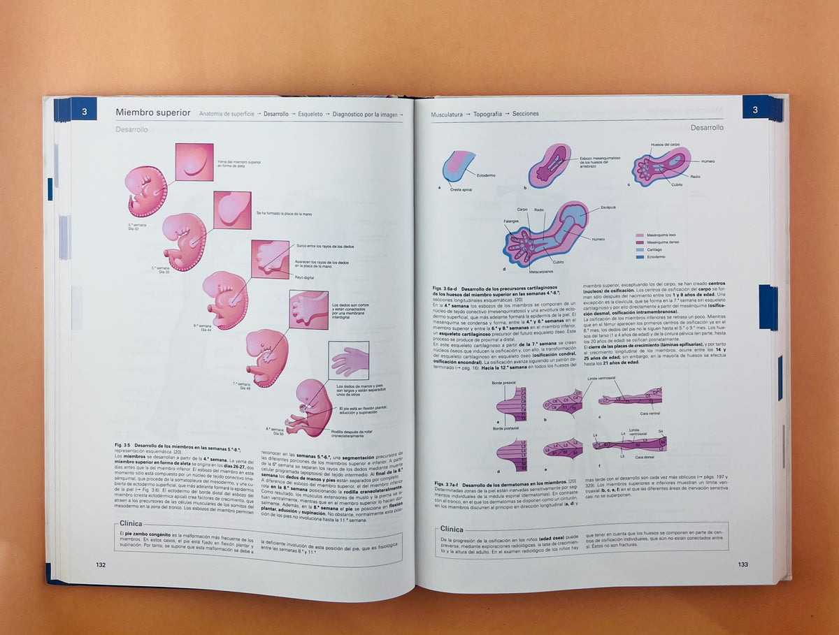 Sobotta Colección Atlas de anatomía humana 23a edición 3 volumen Cabeza, cuello y neuroanatomía. Órganos internos, Anatomía general y aparato locomotor + cartlilla tablas de de músculos, articulacio by F. Paulsen y J. Waschtke