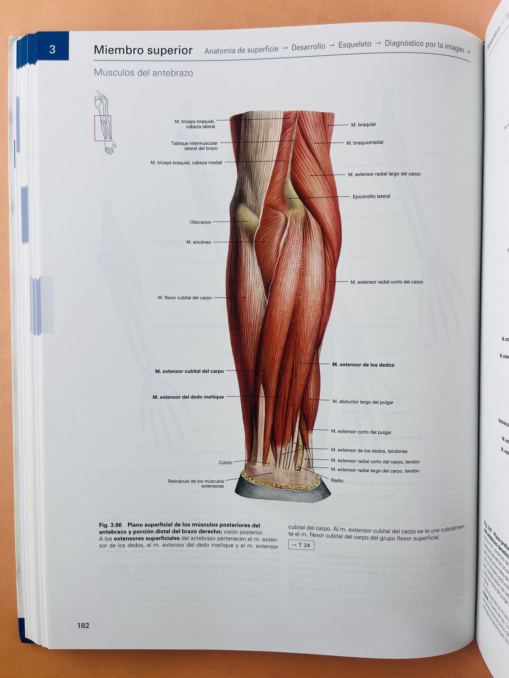 Sobotta Colección Atlas de anatomía humana 23a edición 3 volumen Cabeza, cuello y neuroanatomía. Órganos internos, Anatomía general y aparato locomotor by F. Paulsen y J. Waschtke