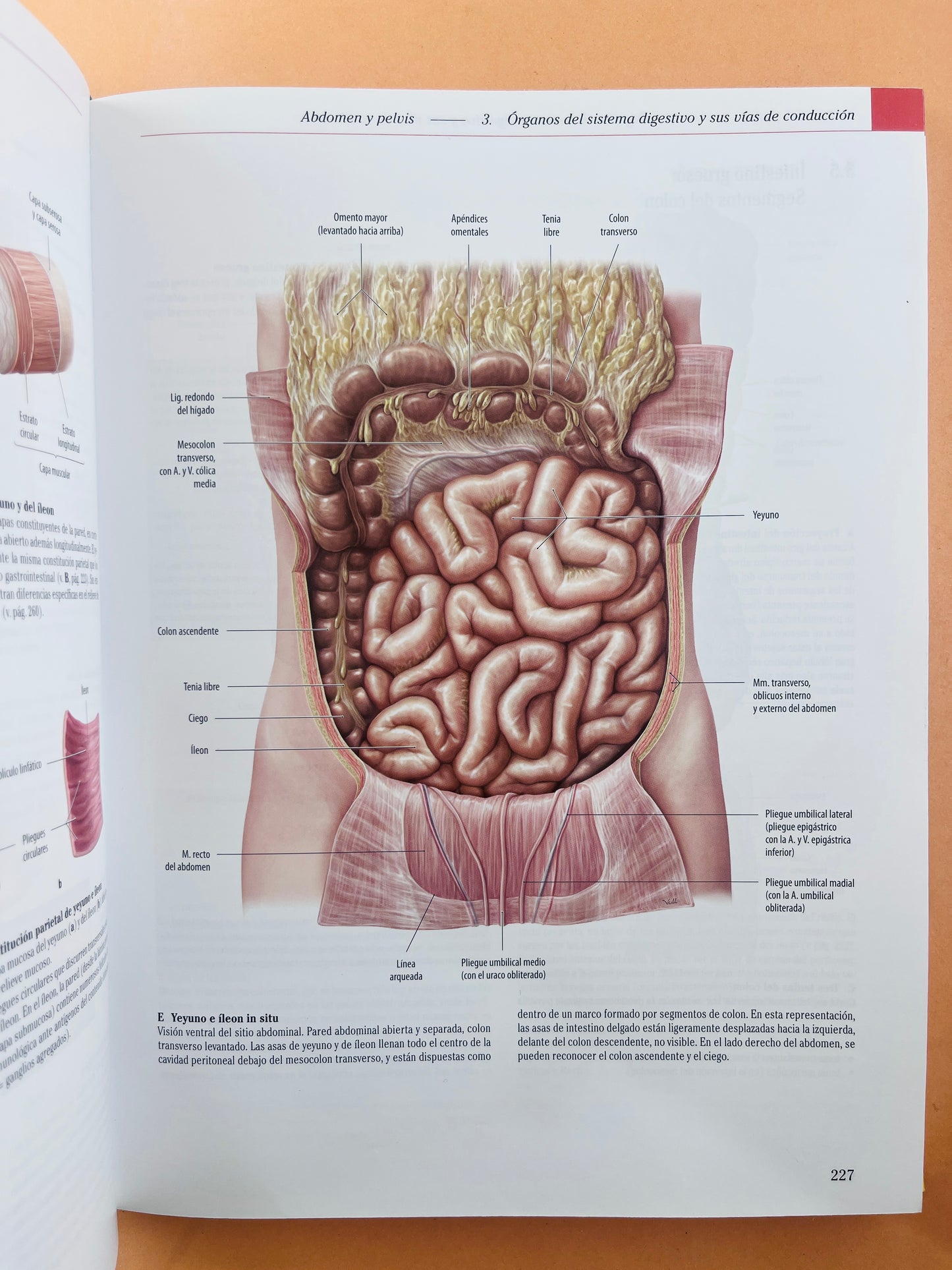 Prometheus Colección Textos y Atlas de Anatomía 3 volumenes, Anatomía general y aparato Locomotor, Órganos internos Cabeza, cueolo y Neuroanatomía tercera edición