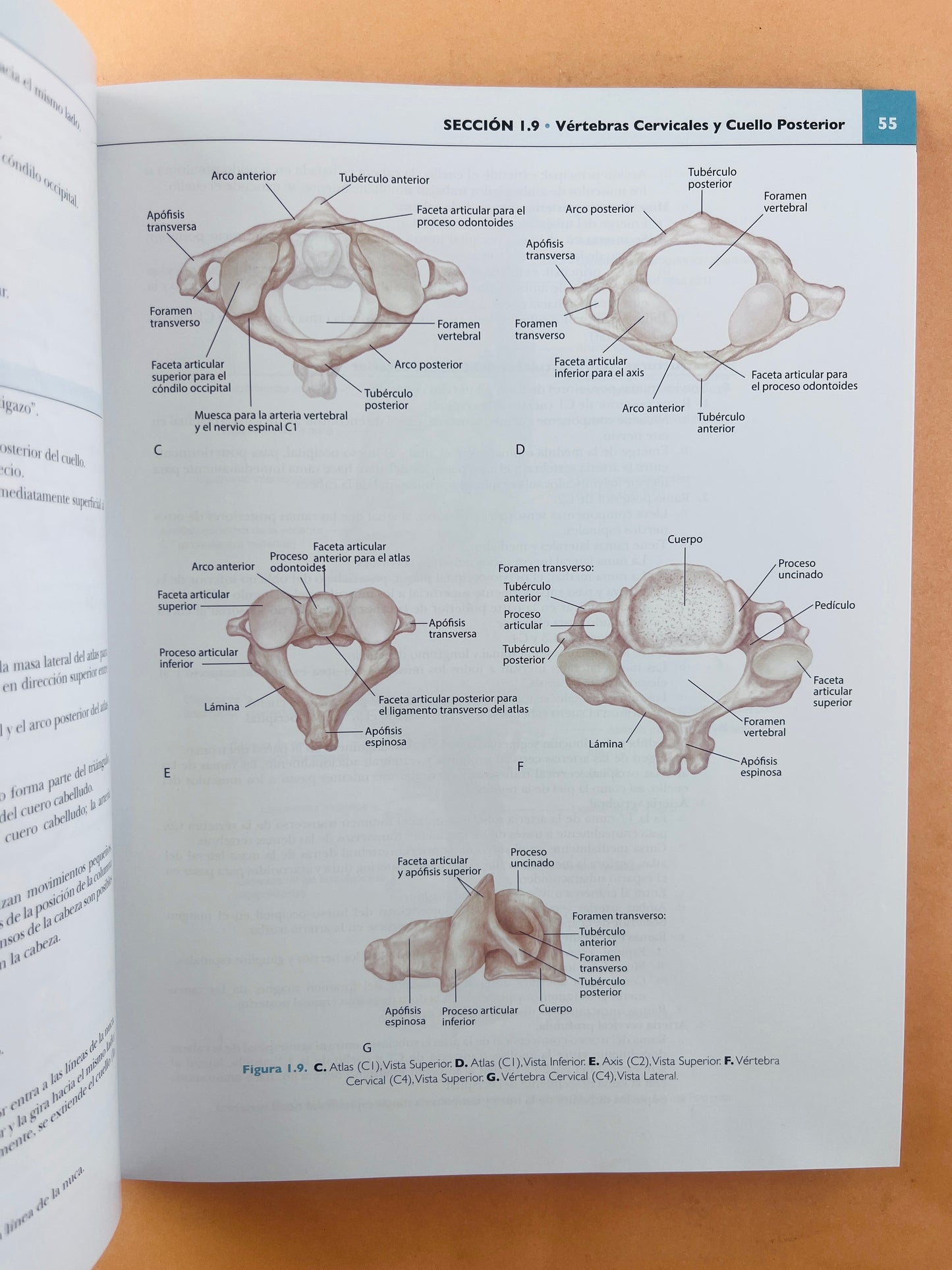 Anatomía concisa e ilustrada de Lippincott Cabeza y Cuello volumen 3