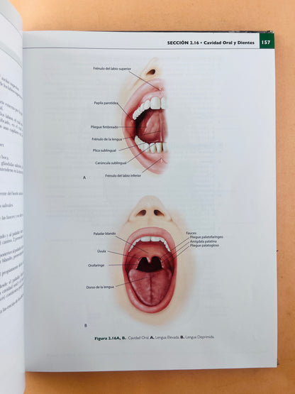 Anatomía concisa e ilustrada de Lippincott Cabeza y Cuello volumen 3