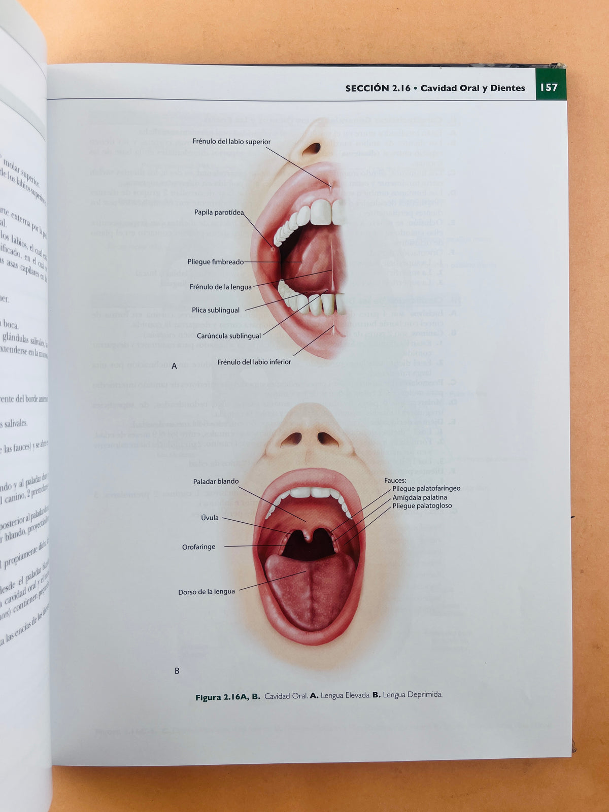 Colección Anatomía concisa e ilustrada de Lippincott 3 volumenes Esplada, miembro superior e inferior Tórax, Abdomen Y Pelvis Cabeza y Cuello by Ben Pansky Thomas R. Gest