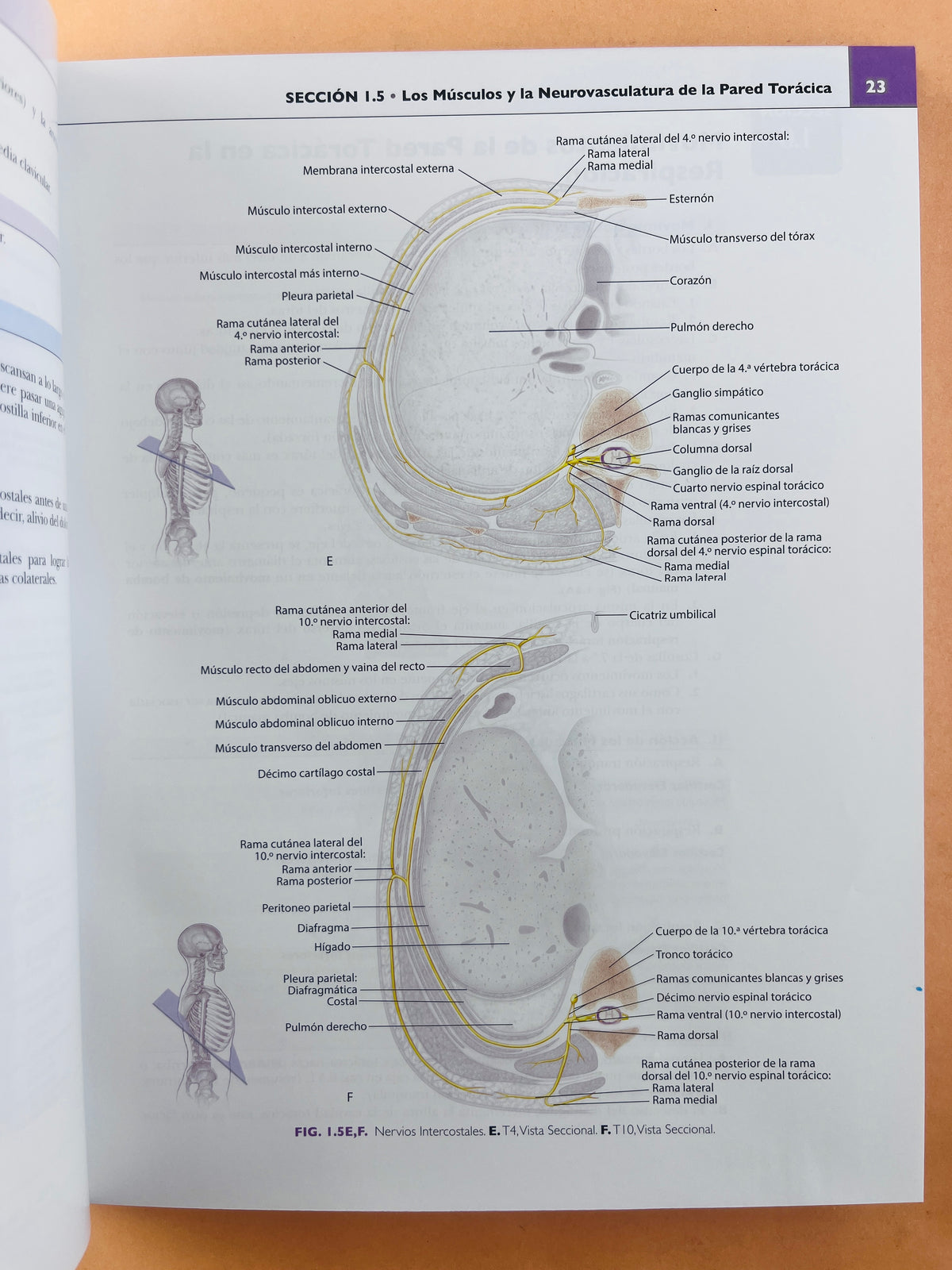 Anatomía concisa e ilustrada de Lippincott Tórax, Abdomen y Pelvis volúmen 2 by Ben Pansky Thomas R. Gest