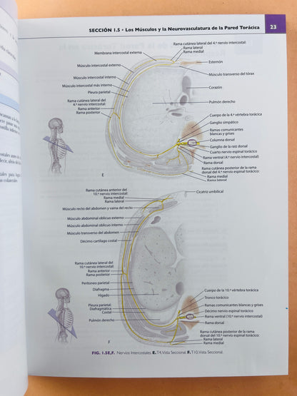 Anatomía concisa e ilustrada de Lippincott Tórax, Abdomen y Pelvis volúmen 2