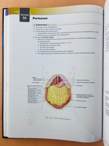 Anatomía concisa e ilustrada de Lippincott Tórax, Abdomen y Pelvis volúmen 2
