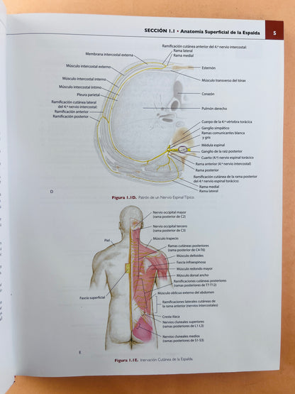 Colección Anatomía concisa e ilustrada de Lippincott 3 volumenes Esplada, miembro superior e inferior Tórax, Abdomen Y Pelvis Cabeza y Cuello