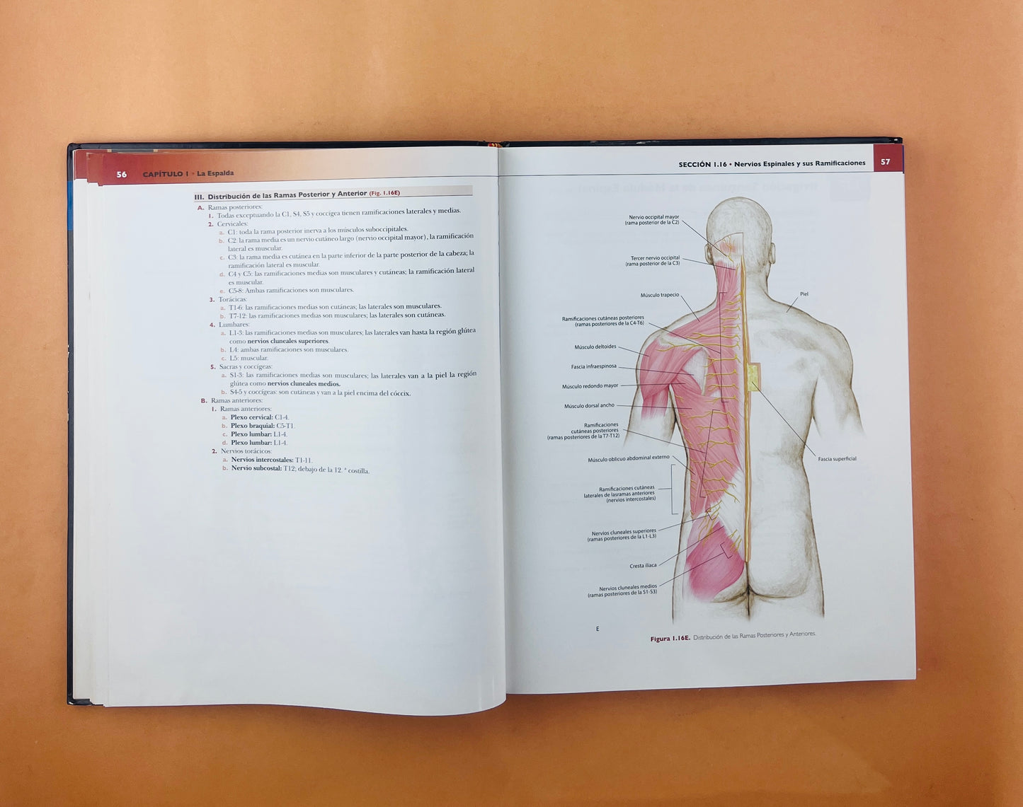 Colección Anatomía concisa e ilustrada de Lippincott 3 volumenes Esplada, miembro superior e inferior Tórax, Abdomen Y Pelvis Cabeza y Cuello