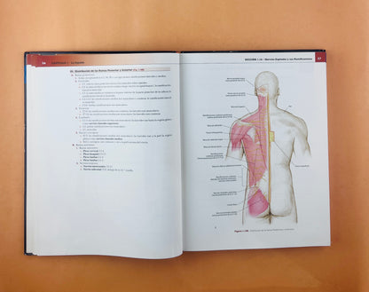 Colección Anatomía concisa e ilustrada de Lippincott 3 volumenes Esplada, miembro superior e inferior Tórax, Abdomen Y Pelvis Cabeza y Cuello