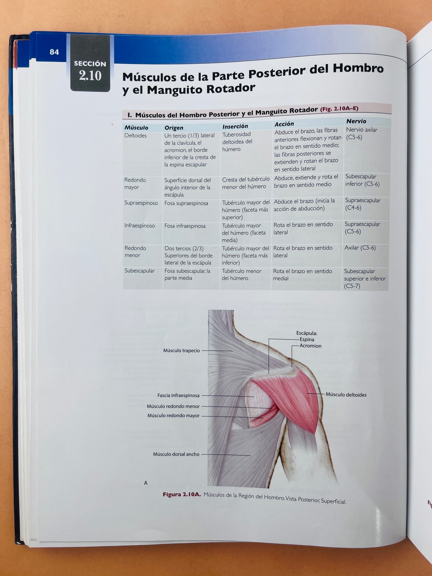 Colección Anatomía concisa e ilustrada de Lippincott 3 volumenes Esplada, miembro superior e inferior Tórax, Abdomen Y Pelvis Cabeza y Cuello