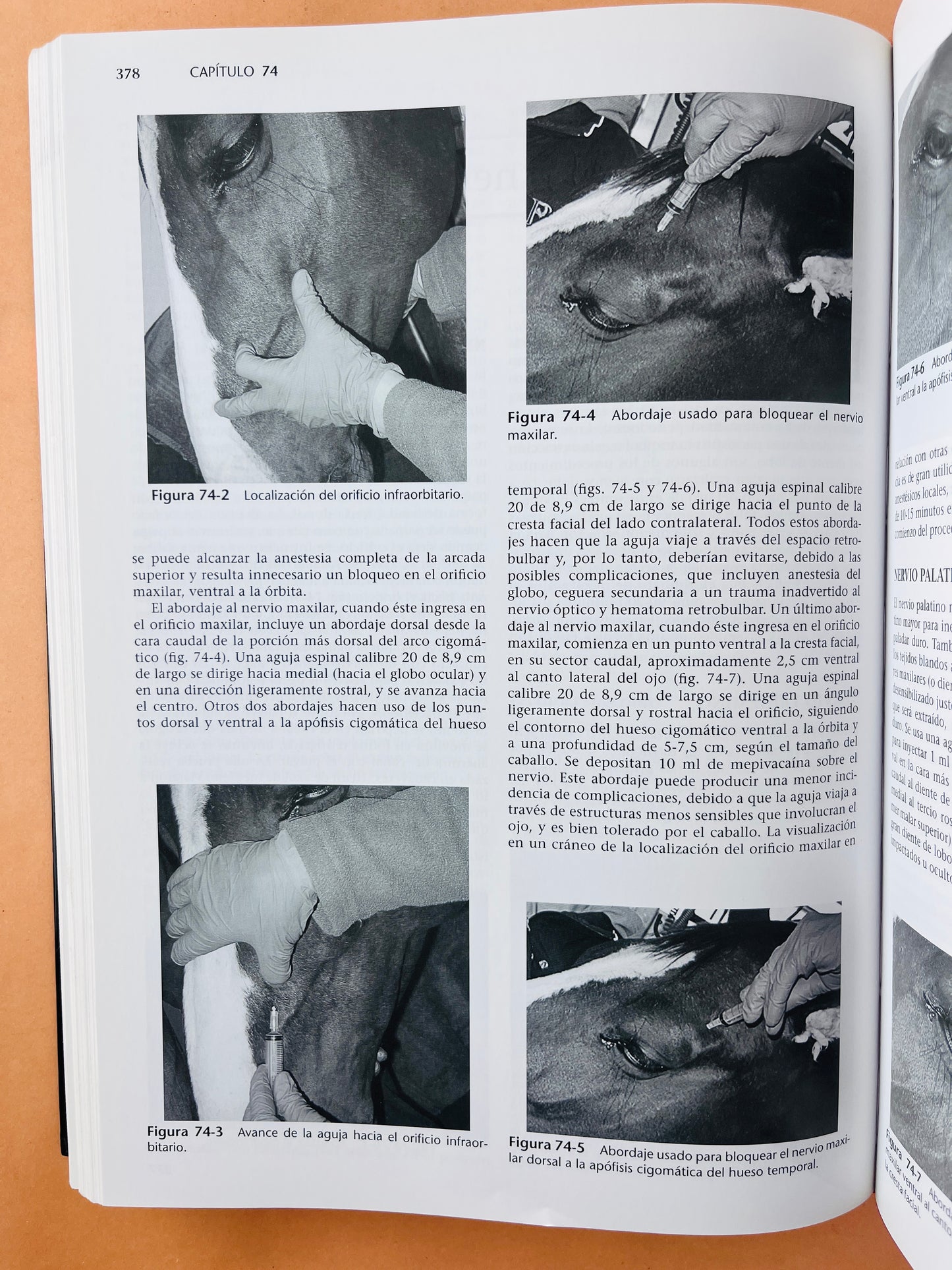 Terapéutica Actual en Medicina Equina 2 volúmenes sexta edición