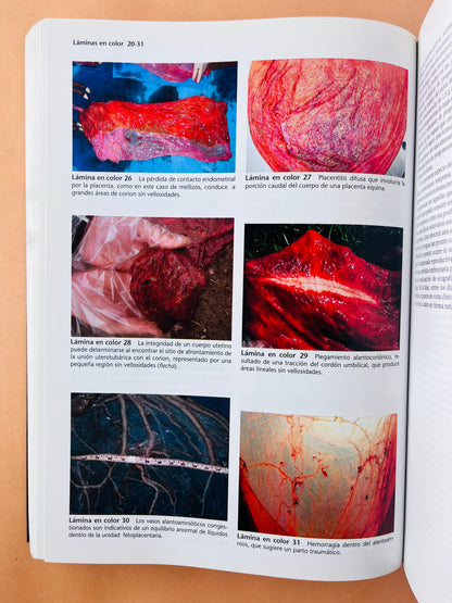 Terapéutica Actual en Medicina Equina 2 volúmenes sexta edición