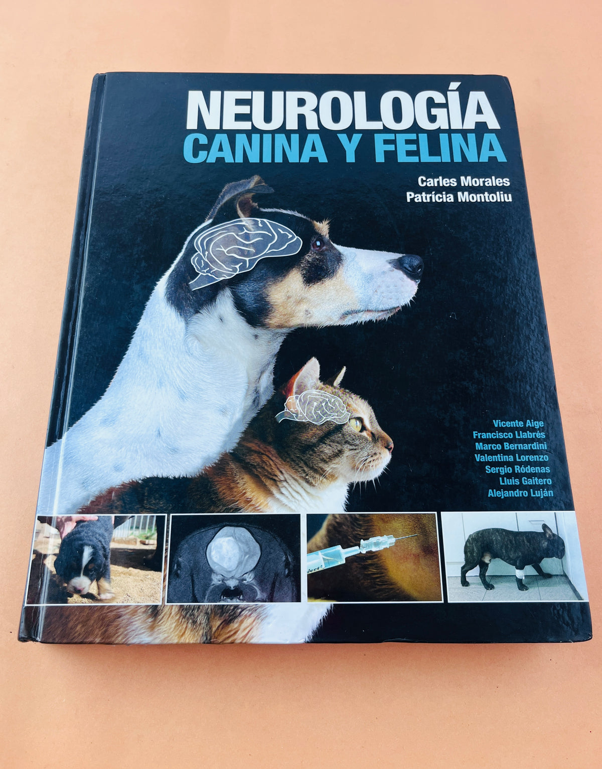 Neurología canina y felina by Vicente Aige Francisco Llabrés Mrco Bernardini Valentina Lorenzo Sergi Ródenas Lluis Gaitero Alejandro Luján