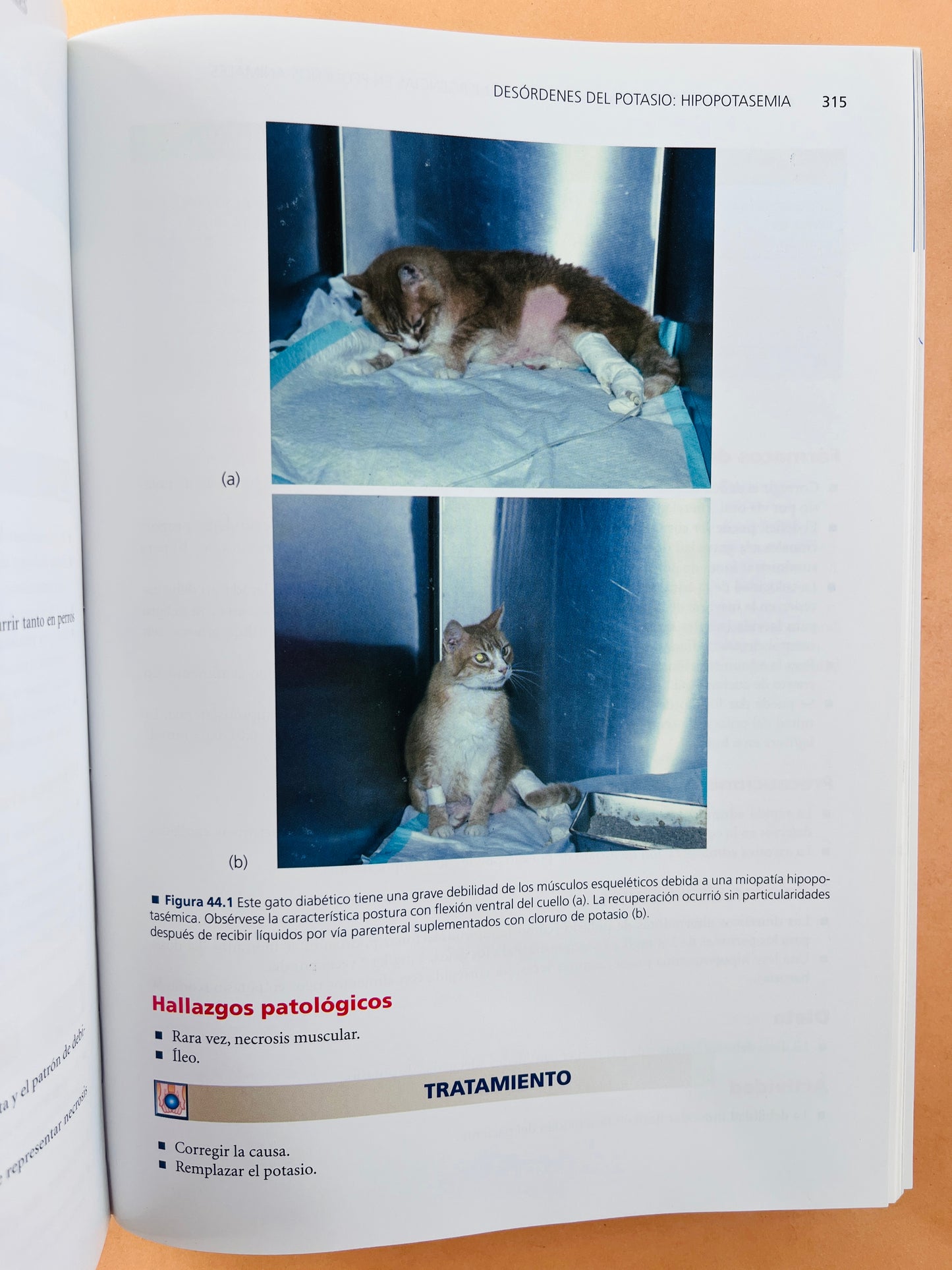 Blackwells la consulta vaterinaria en 5 minutos Emergencias en pequeños animales