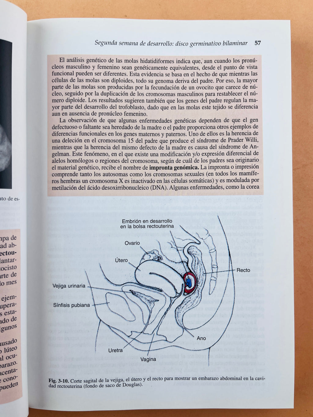 Langman embriología médica con orientación clínica octava edición by T.W. Sadler