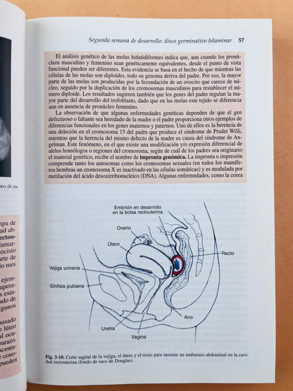 Langman embriología médica con orientación clínica octava edición