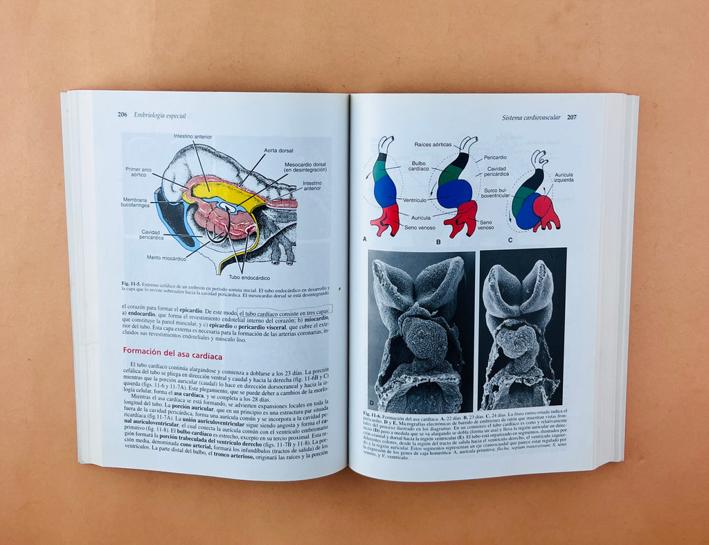 Langman embriología médica con orientación clínica octava edición by T.W. Sadler
