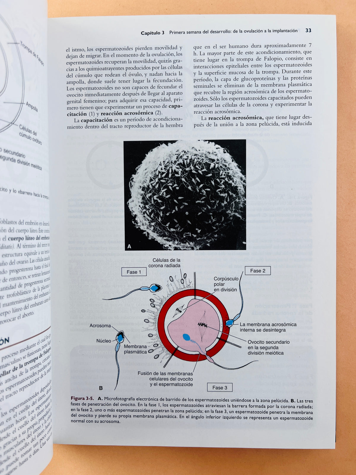 Langman Embriologia Médica 12a edición by T.W. Sadler