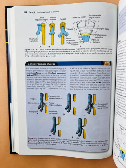 Langman Embriologia Médica 12a edición