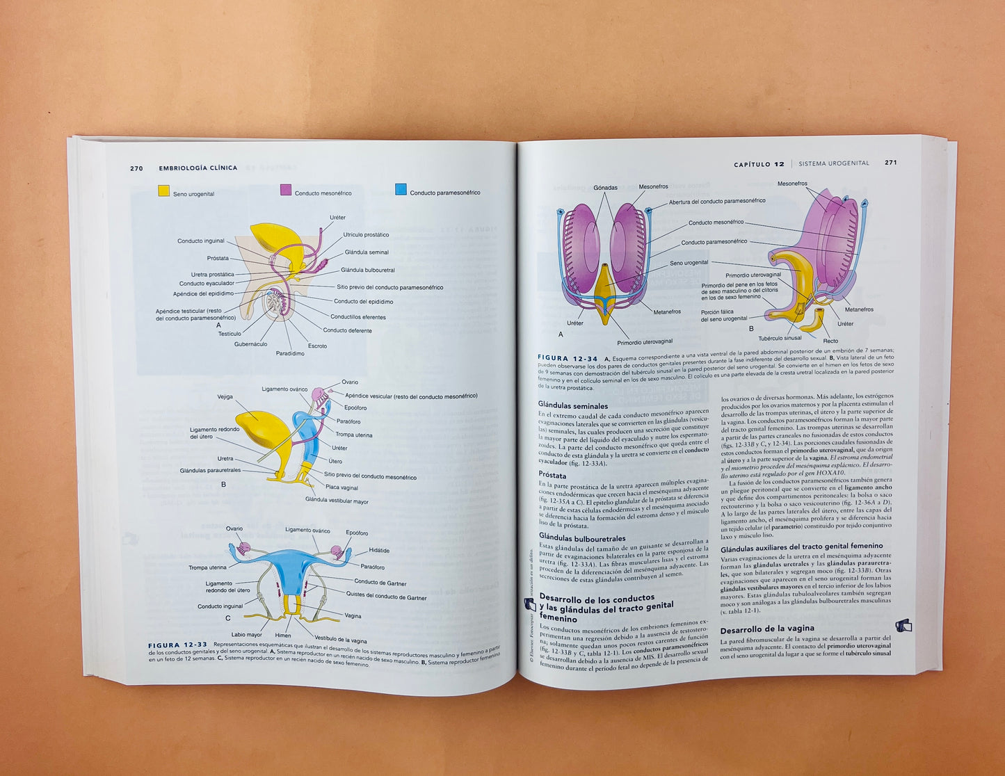 Embriología clínica novena edición
