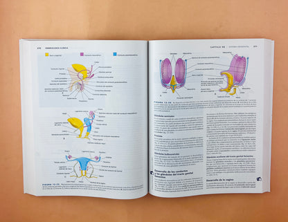 Embriología clínica novena edición