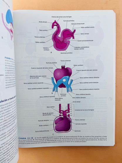 Embriología clínica novena edición