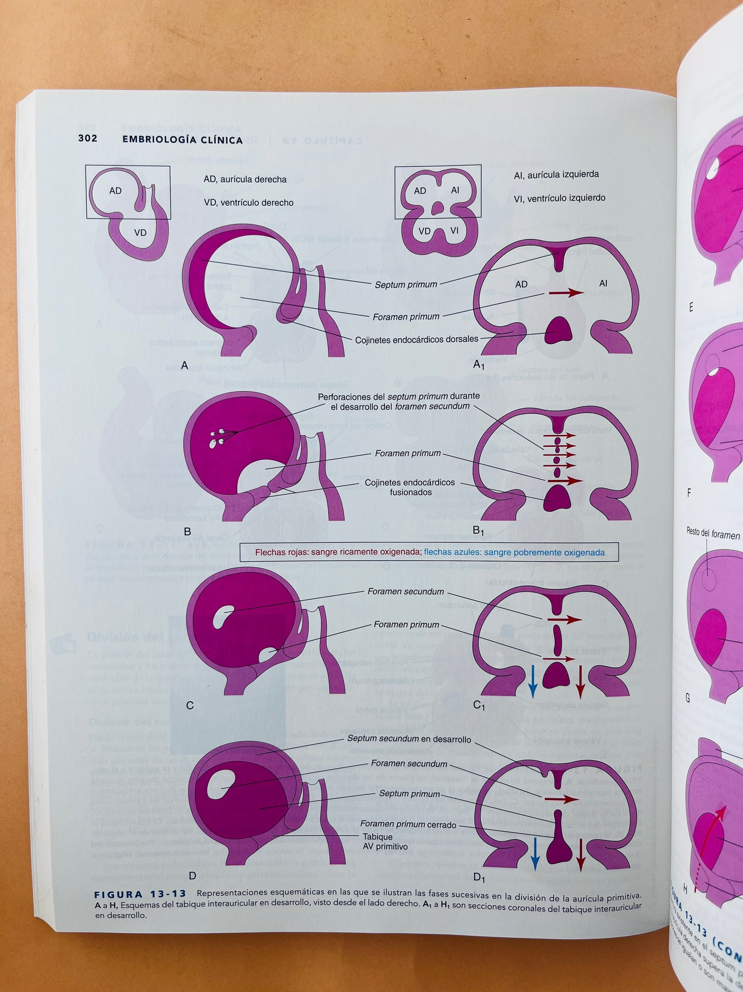 Embriología clínica novena edición
