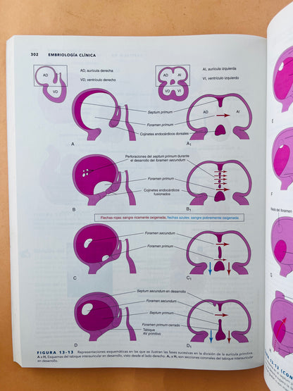 Embriología clínica novena edición