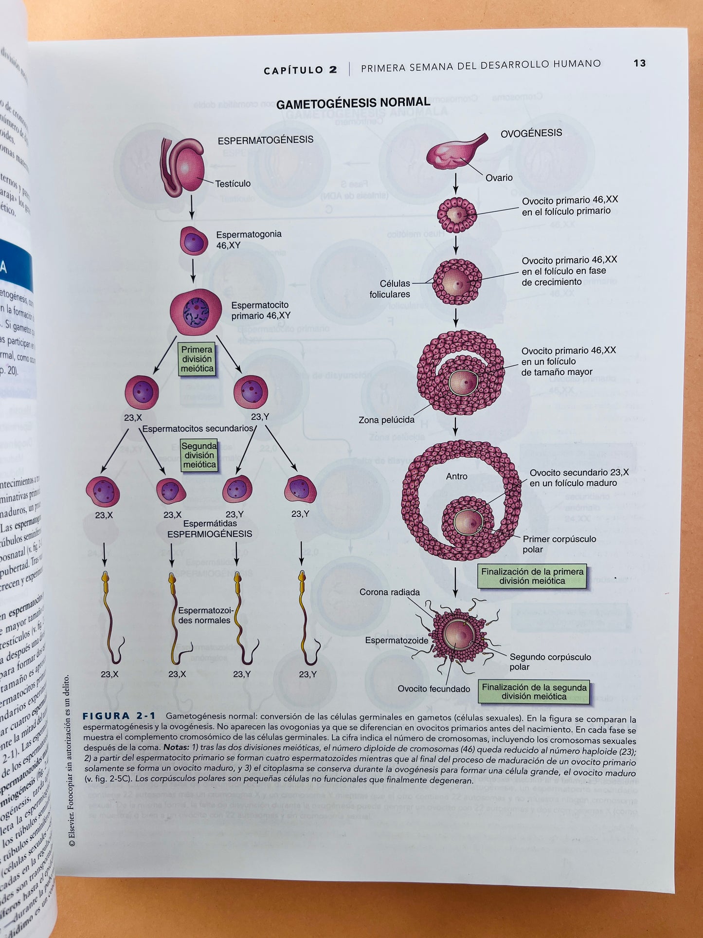 Embriología clinica décima edición