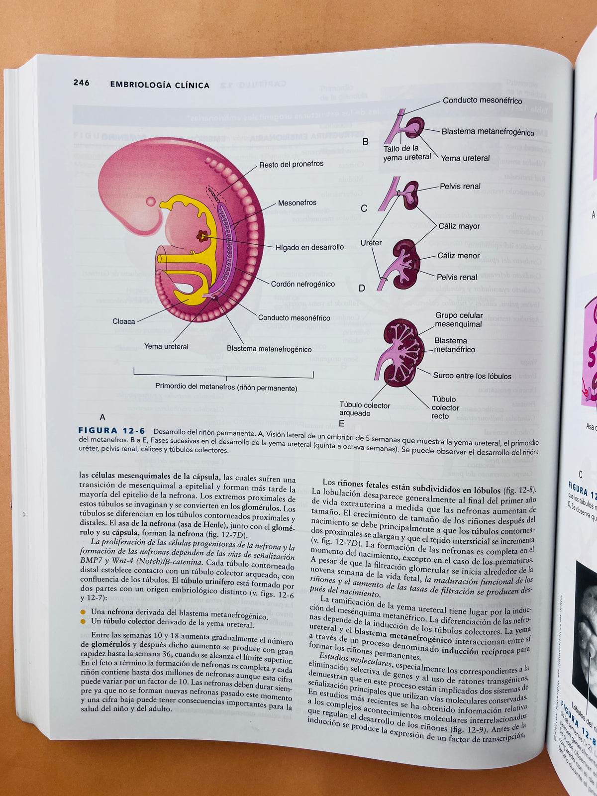 Embriología clinica décima edición by Keith L. Moore T.V.N. Persaud MARK G. Torchia