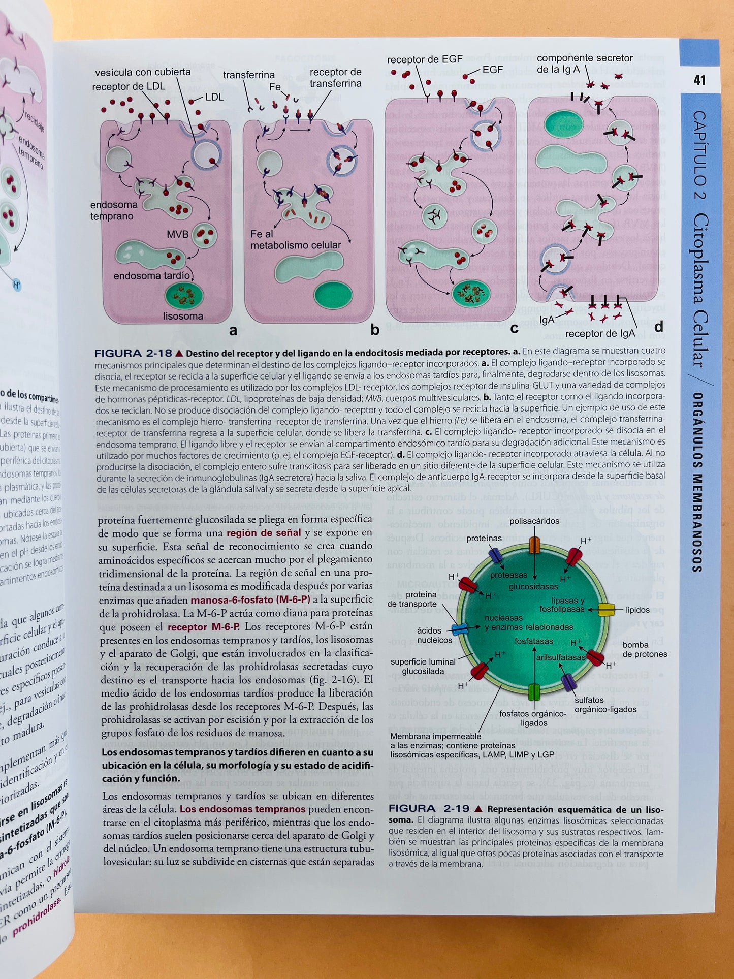 Histología texto y atlas corrleción con biología molecular y celular séptima edición