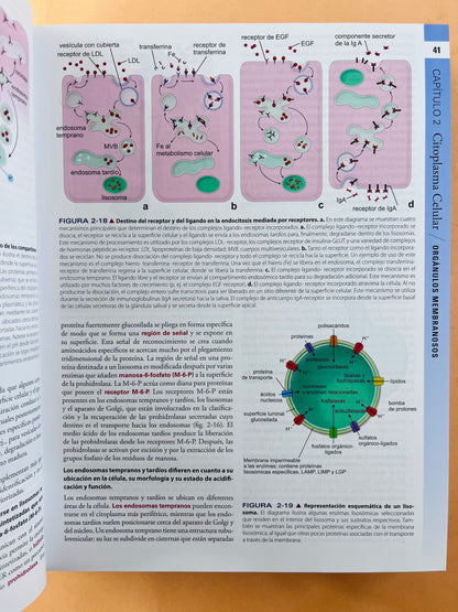 Histología texto y atlas corrleción con biología molecular y celular séptima edición
