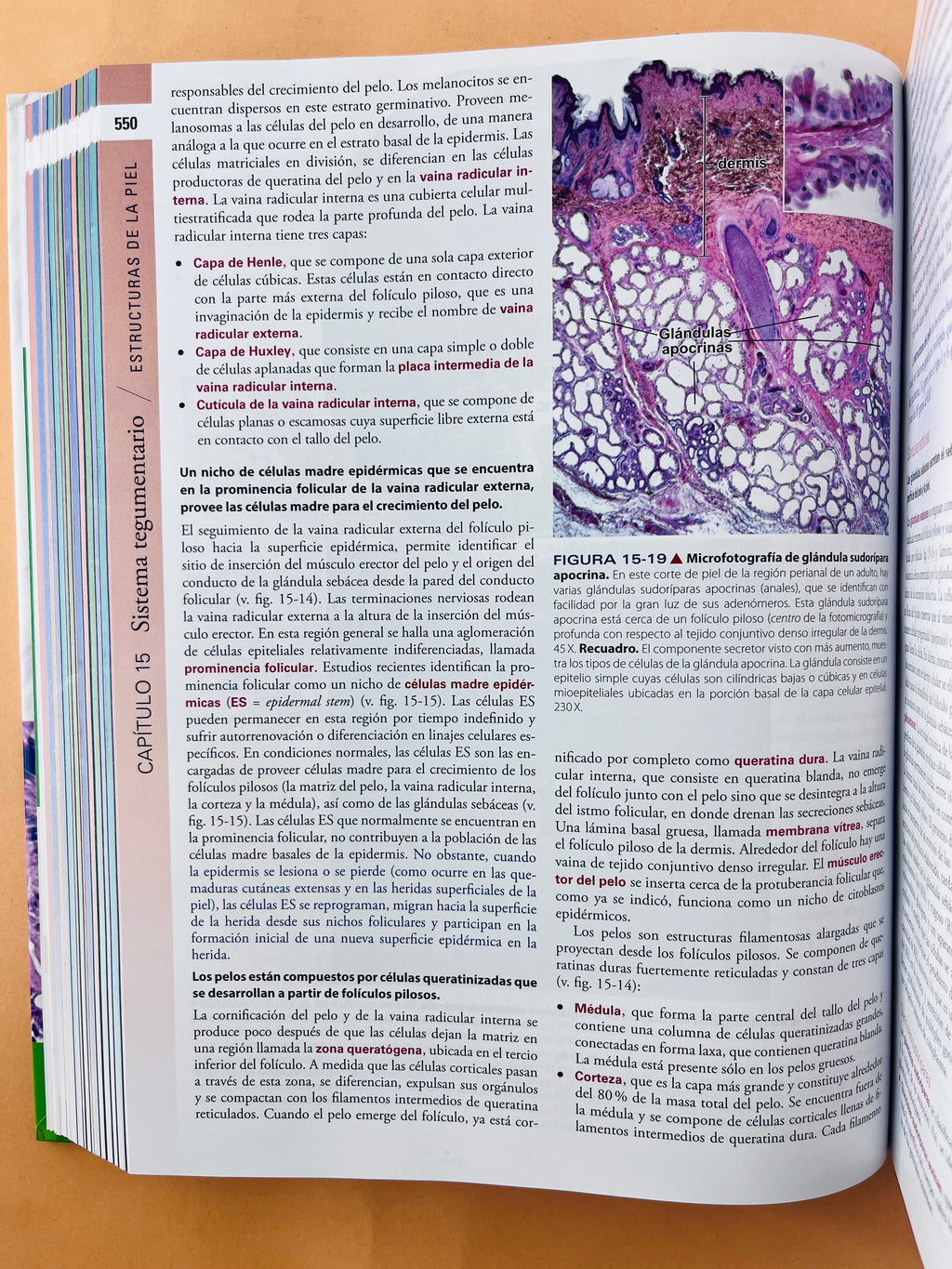 Histología texto y atlas corrleción con biología molecular y celular séptima edición by Michael H. Ross Wojciech Pawlina