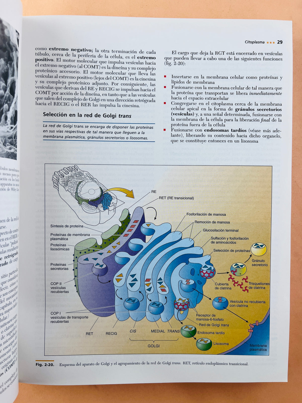 Texto atlas de histología segunda edición by Leslie P. Gartner James L. Hiatt