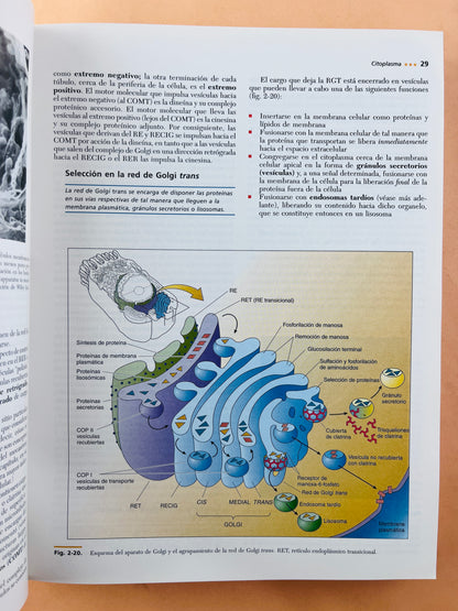Texto atlas de histología segunda edición