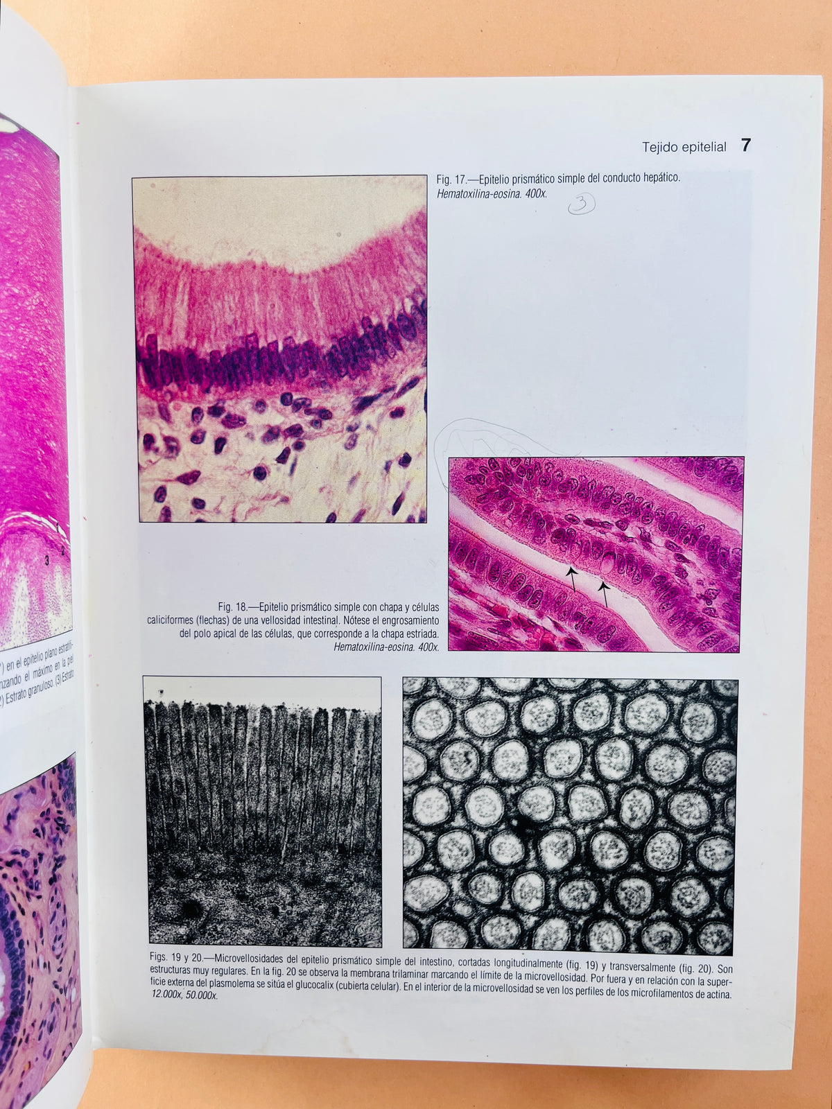 Atlas de Histología y Organografía Microssópica by Jesús Boya Vegue