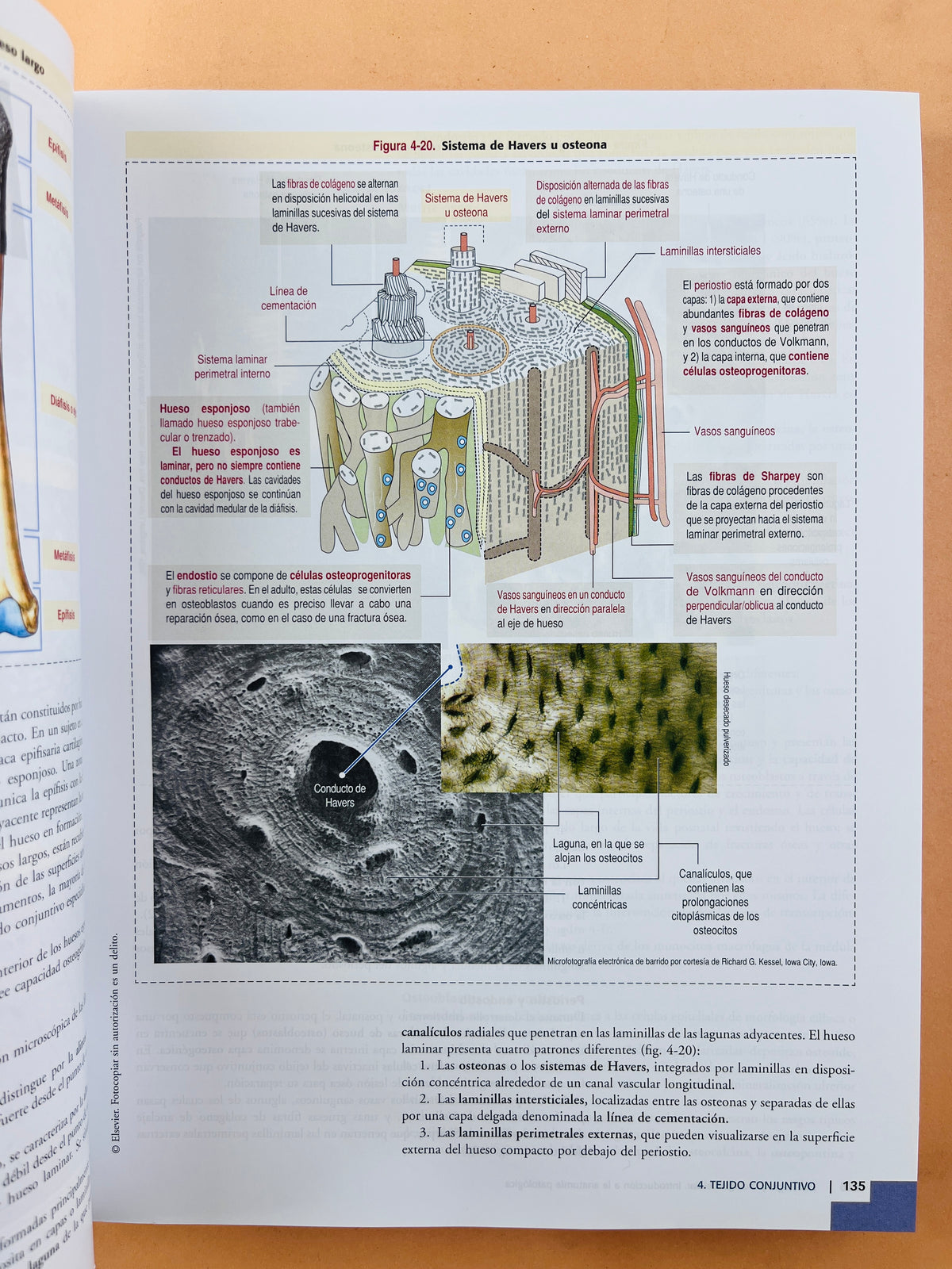 Histología y biología celular introducción a la anatomía patológica tercera edición by Abraham L. Kierszenbaum Laura L. Tres