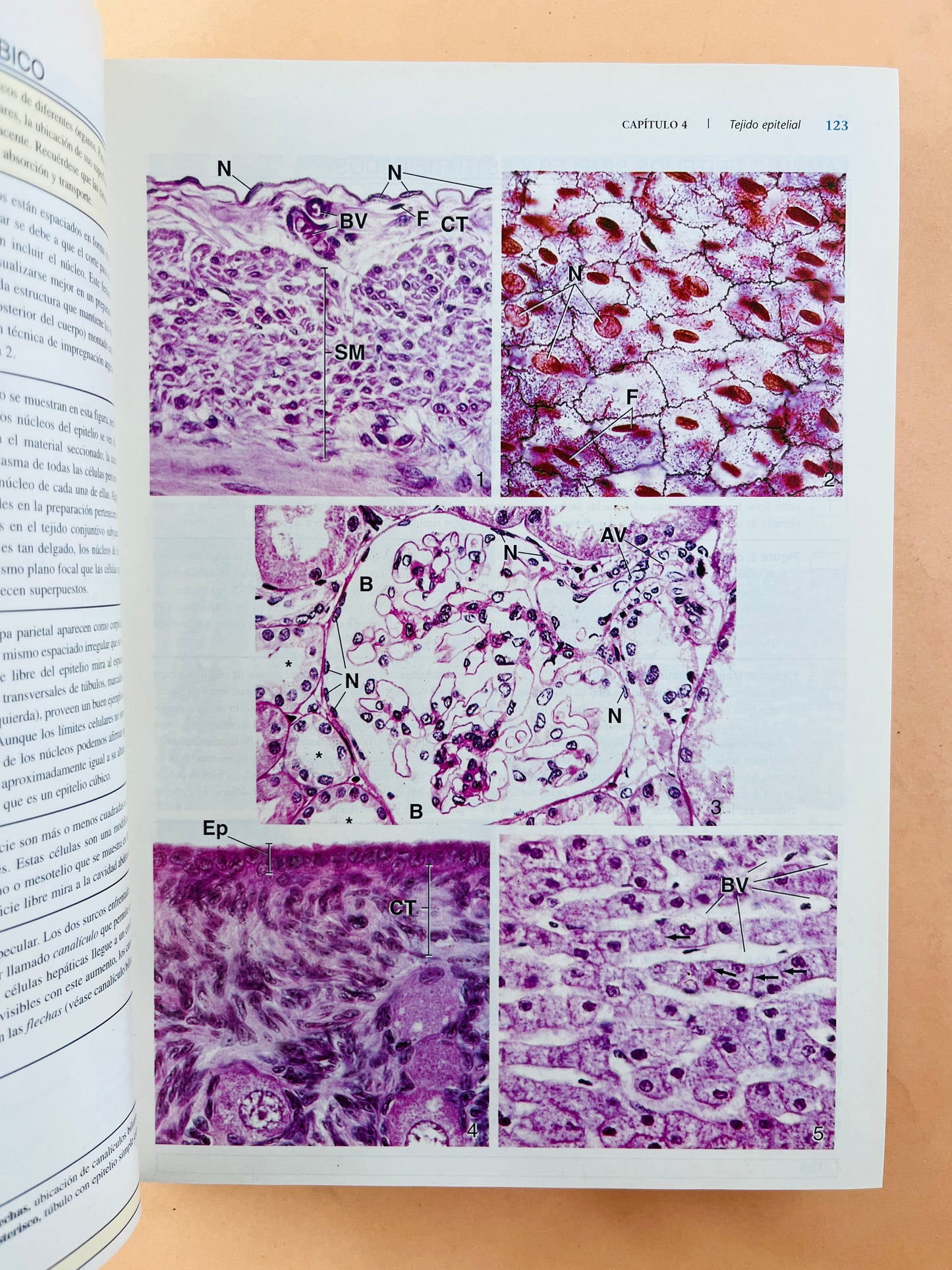 Histología 4a edición Texto y atlas color con biología celular y molecular