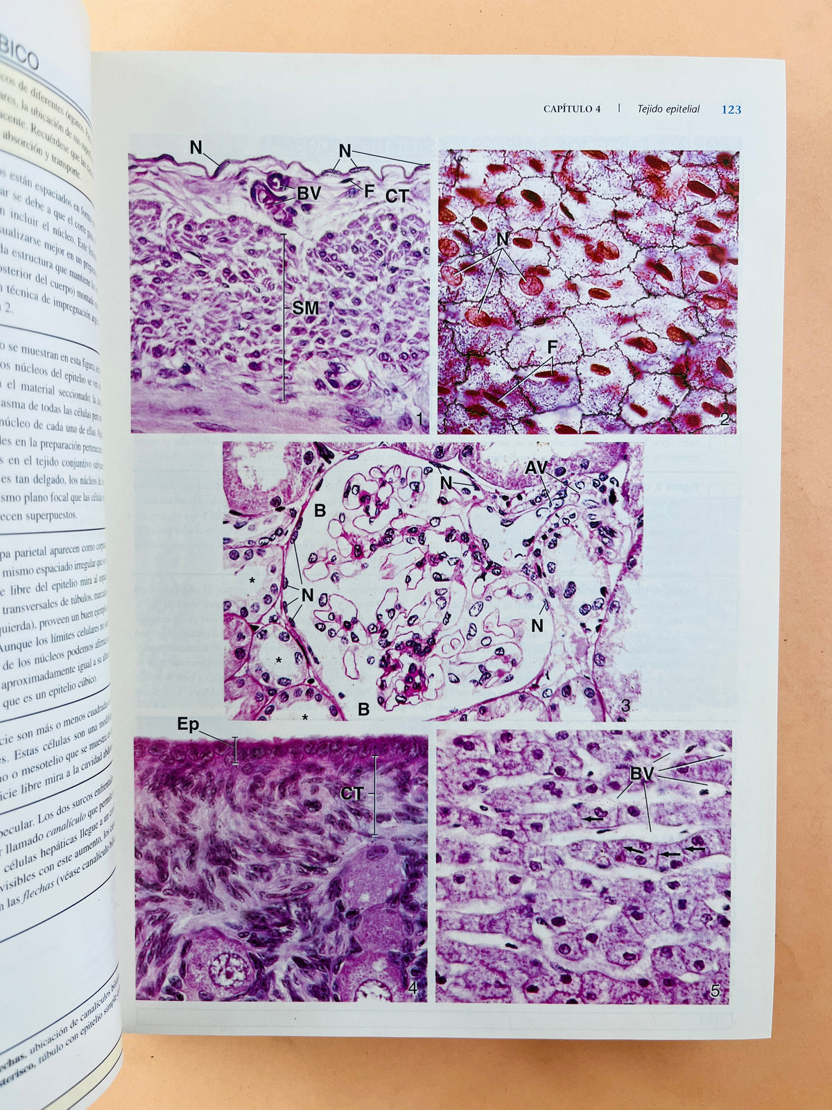 Histología 4a edición Texto y atlas color con biología celular y molecular by Ross, Kaye y Pawlina