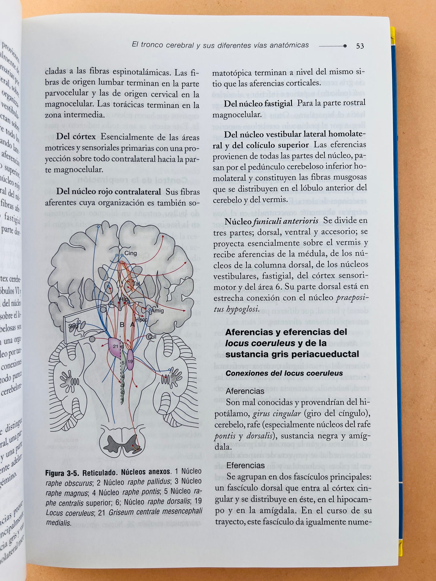 Anestesia intravenosa