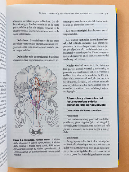 Anestesia intravenosa