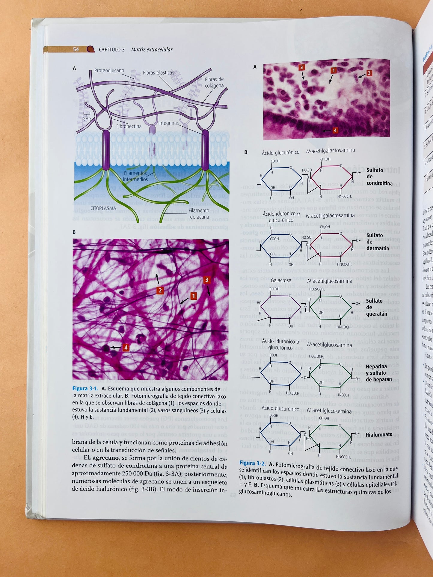 Texto atlas de Histología Biología Celular y Tisular segunda edición