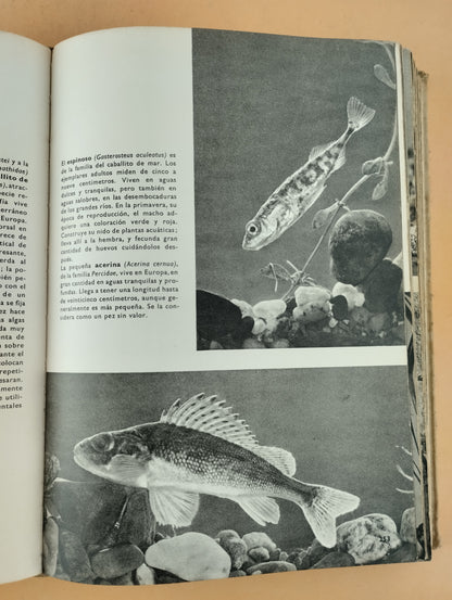 Gran enciclopedia ilustrada del reino animal