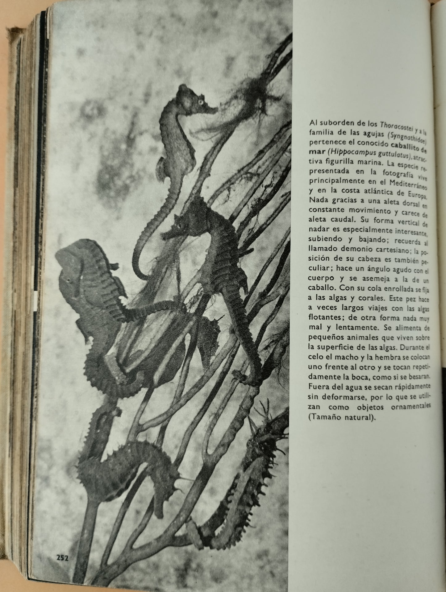 Gran enciclopedia ilustrada del reino animal