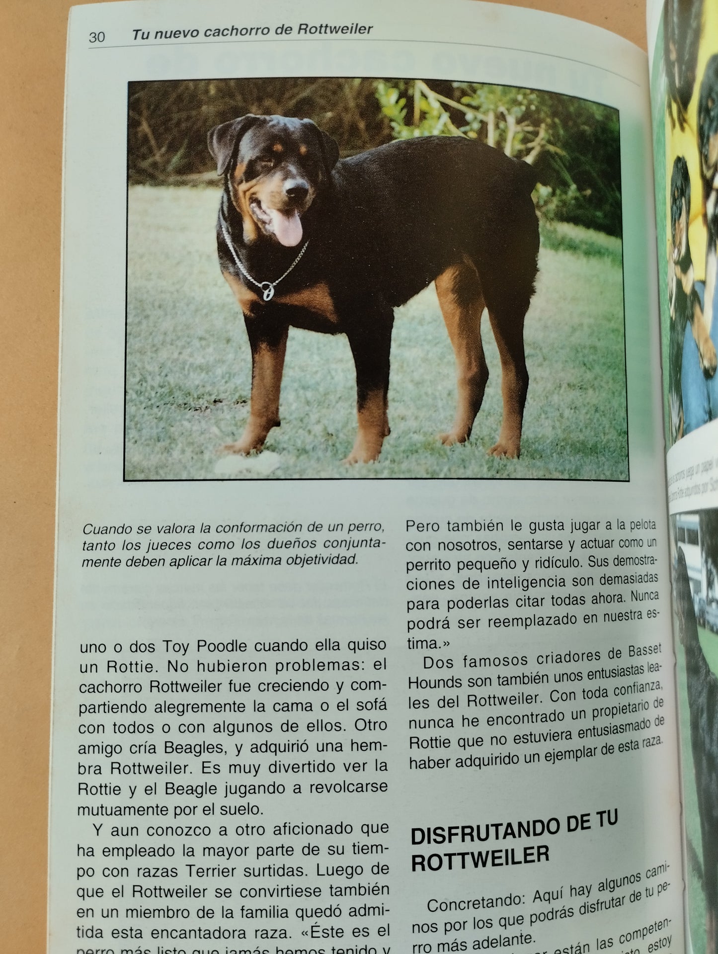 El rottweiler
