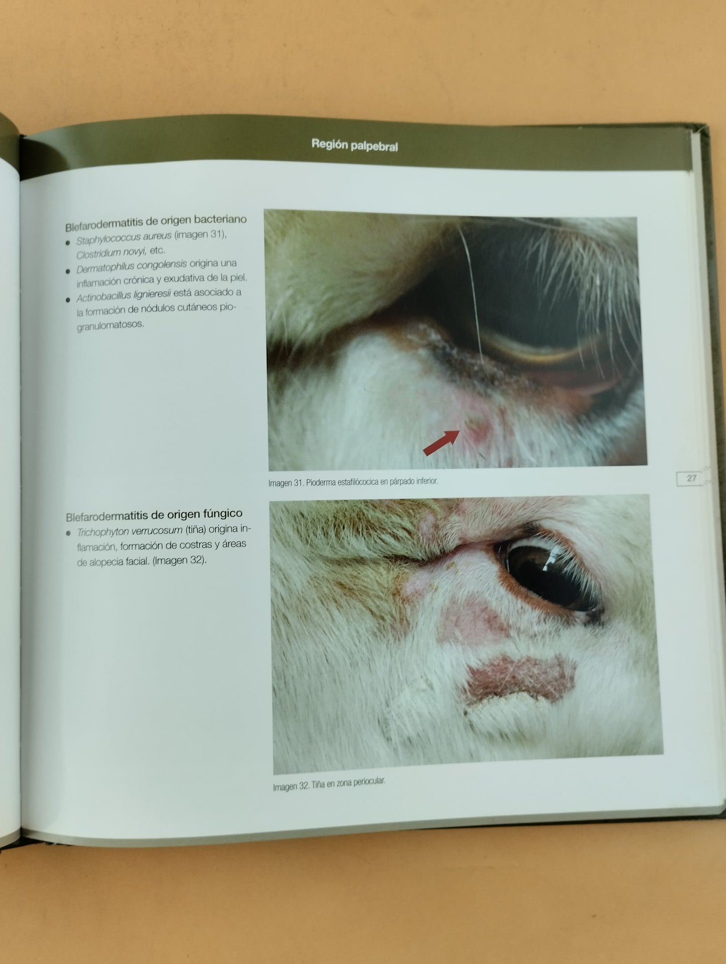Exploración y patología ocular en pequeños rumiantes
