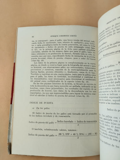 Selección de gallinas